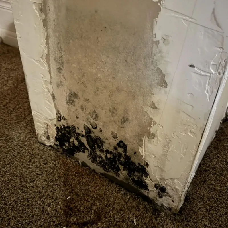 Professional Mold Removal in Cleveland County, NC